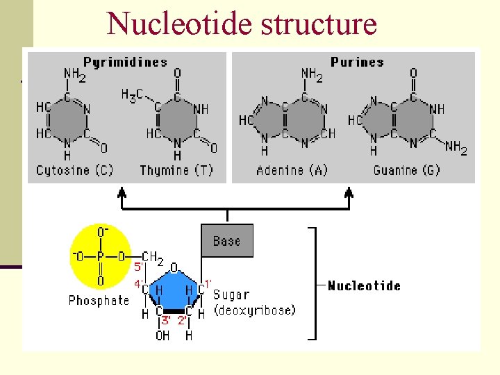 Nucleotide structure 47 