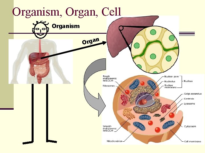 Organism, Organ, Cell Organism n Orga 5 