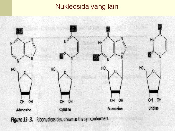 Nukleosida yang lain 51 