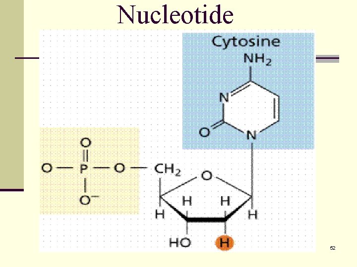 Nucleotide 52 