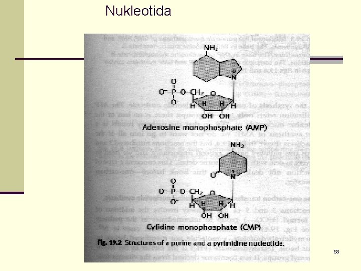 Nukleotida 53 