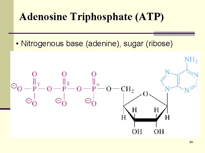 Adenosine Triphosphate (ATP) • Nitrogenous base (adenine), sugar (ribose) 54 