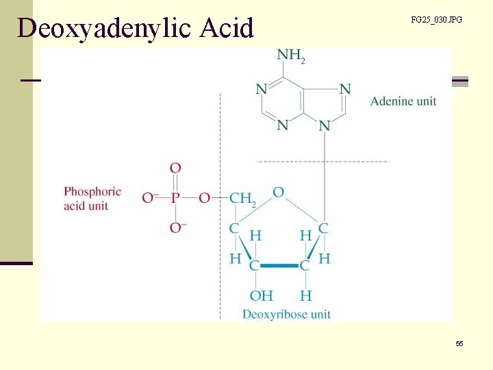 Deoxyadenylic Acid FG 25_030. JPG 55 