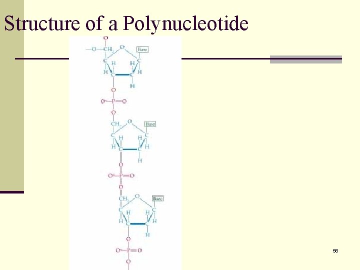 Structure of a Polynucleotide 56 