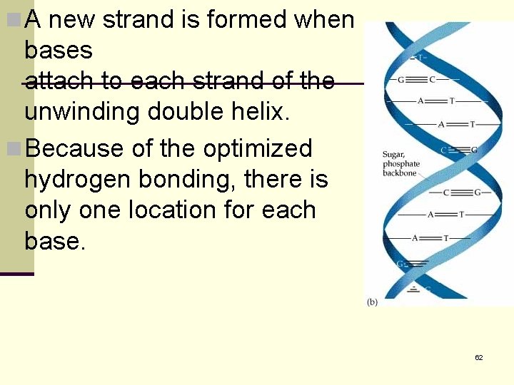 n A new strand is formed when bases attach to each strand of the