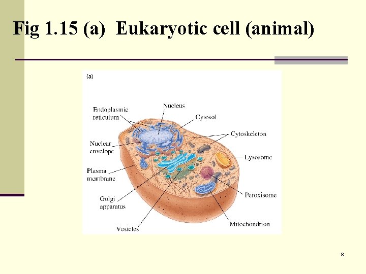 Fig 1. 15 (a) Eukaryotic cell (animal) 8 
