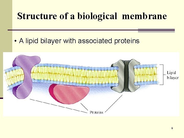 Structure of a biological membrane • A lipid bilayer with associated proteins 9 