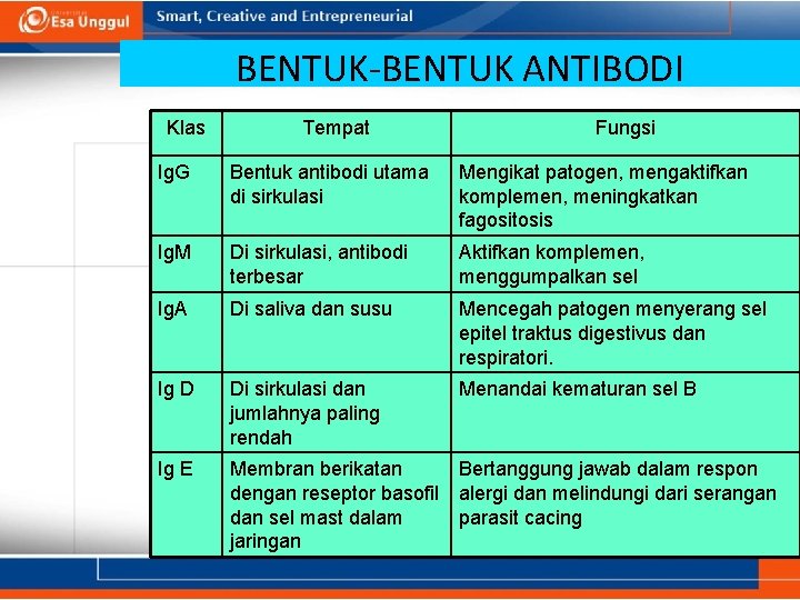 BENTUK-BENTUK ANTIBODI Klas Tempat Fungsi Ig. G Bentuk antibodi utama di sirkulasi Mengikat patogen,