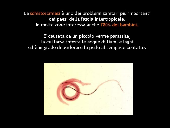 La schistosomiasi è uno dei problemi sanitari più importanti dei paesi della fascia intertropicale.