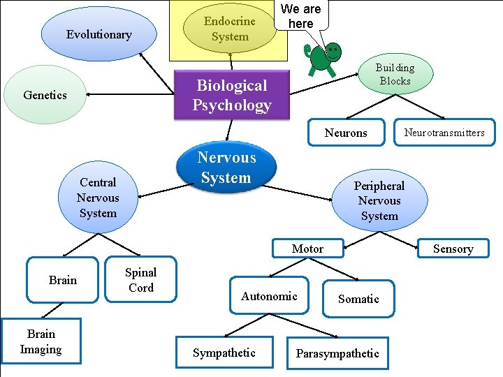 Evolutionary Endocrine System We are here Building Blocks Biological Psychology Genetics Neurons Nervous System