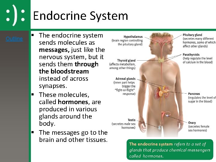 Endocrine System Outline § The endocrine system sends molecules as messages, just like the