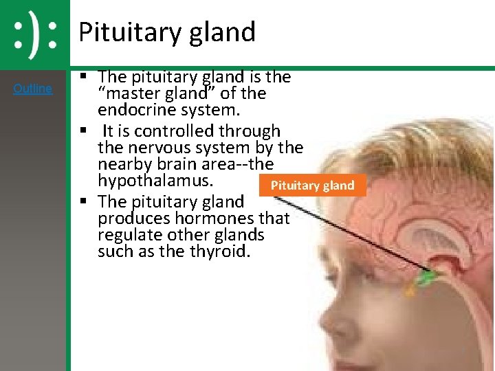 Pituitary gland Outline § The pituitary gland is the “master gland” of the endocrine
