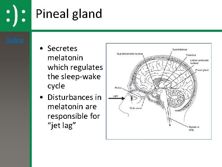 Pineal gland Outline • Secretes melatonin which regulates the sleep-wake cycle • Disturbances in