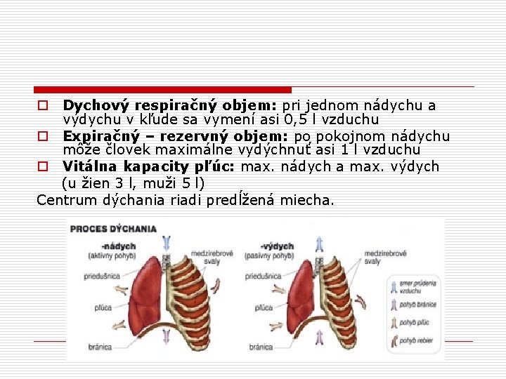 o Dychový respiračný objem: pri jednom nádychu a výdychu v kľude sa vymení asi