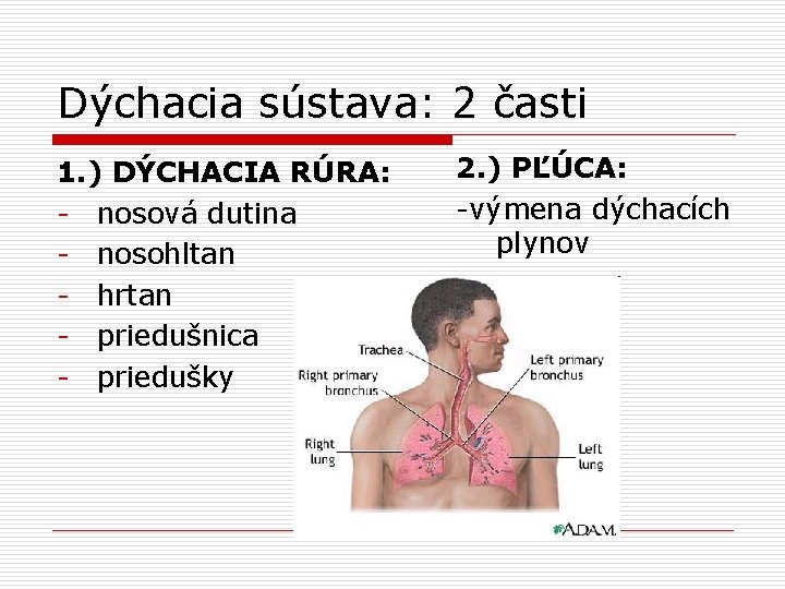 Dýchacia sústava: 2 časti 1. ) DÝCHACIA RÚRA: - nosová dutina - nosohltan -