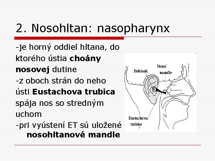 2. Nosohltan: nasopharynx -je horný oddiel hltana, do ktorého ústia choány nosovej dutine -z