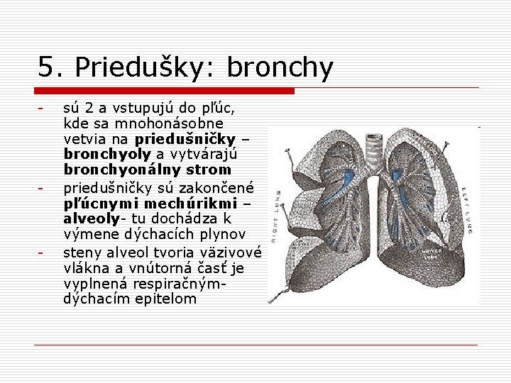 5. Priedušky: bronchy - - - sú 2 a vstupujú do pľúc, kde sa