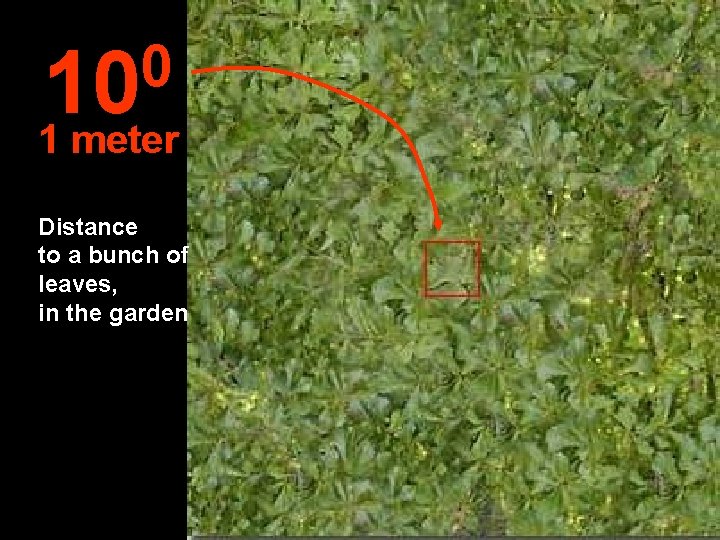 0 10 1 meter Distance to a bunch of leaves, in the garden 