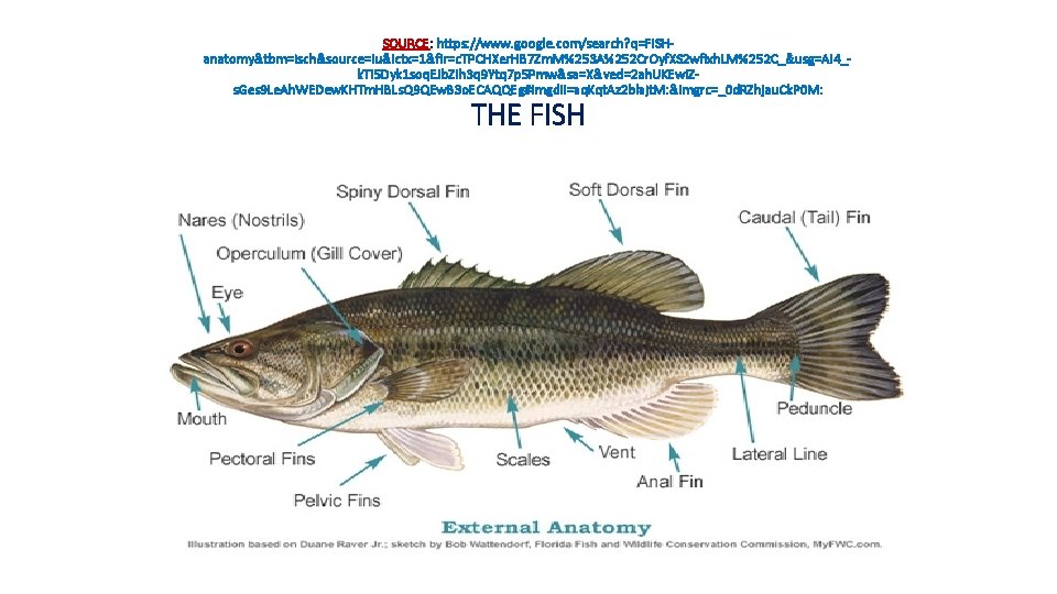 SOURCE: https: //www. google. com/search? q=FISHanatomy&tbm=isch&source=iu&ictx=1&fir=c. TPCHXer. HB 7 Zm. M%253 A%252 Cr. Oyf.