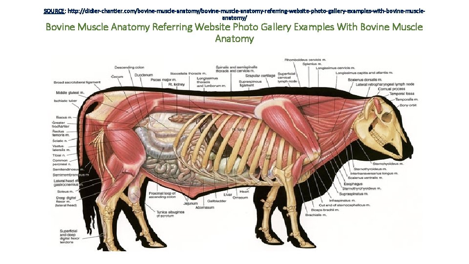 SOURCE: http: //didier-chantier. com/bovine-muscle-anatomy-referring-website-photo-gallery-examples-with-bovine-muscleanatomy/ Bovine Muscle Anatomy Referring Website Photo Gallery Examples With Bovine