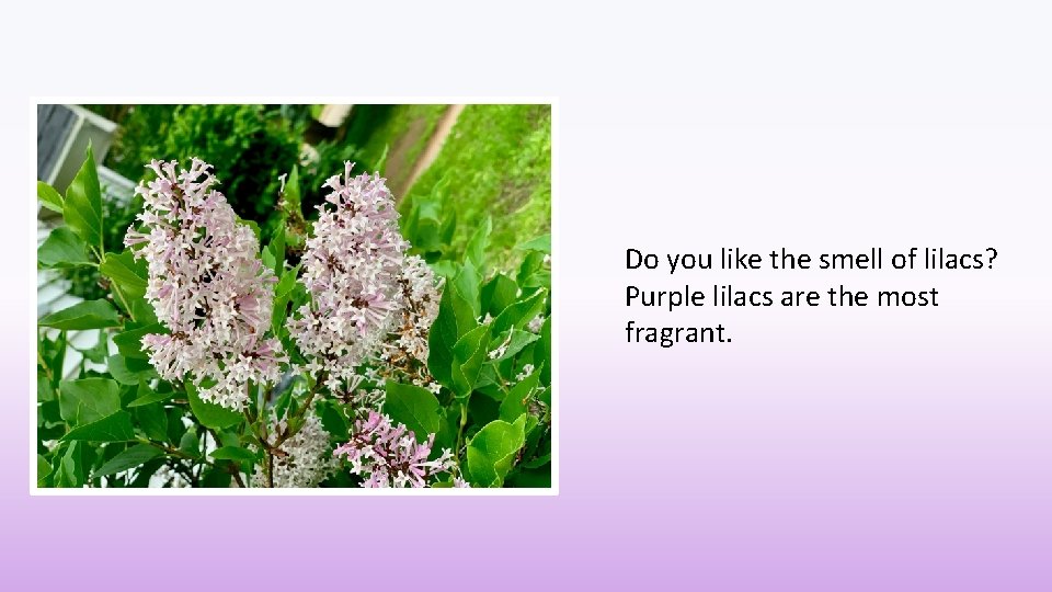 Do you like the smell of lilacs? Purple lilacs are the most fragrant. 