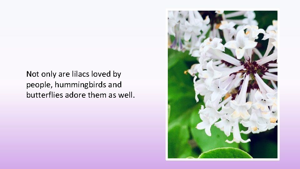 Not only are lilacs loved by people, hummingbirds and butterflies adore them as well.