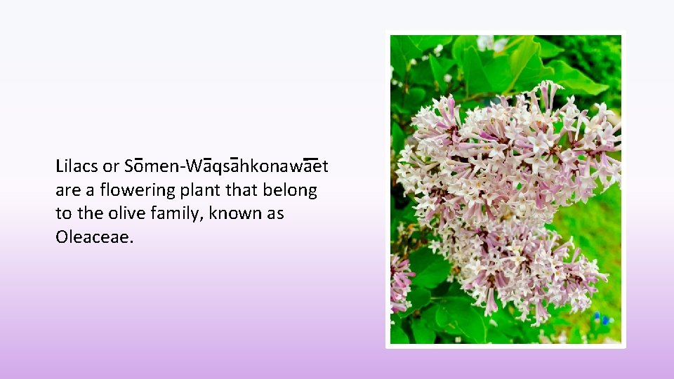 Lilacs or Somen-Waqsahkonawaet are a flowering plant that belong to the olive family, known