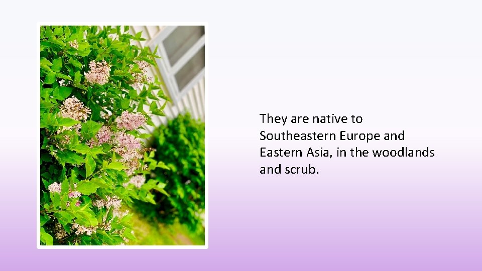 They are native to Southeastern Europe and Eastern Asia, in the woodlands and scrub.