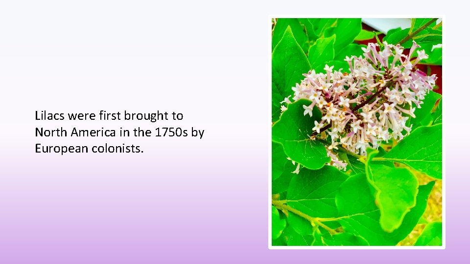 Lilacs were first brought to North America in the 1750 s by European colonists.