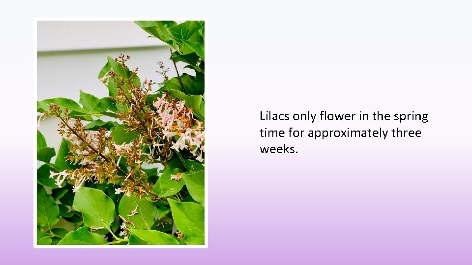 Lilacs only flower in the spring time for approximately three weeks. 