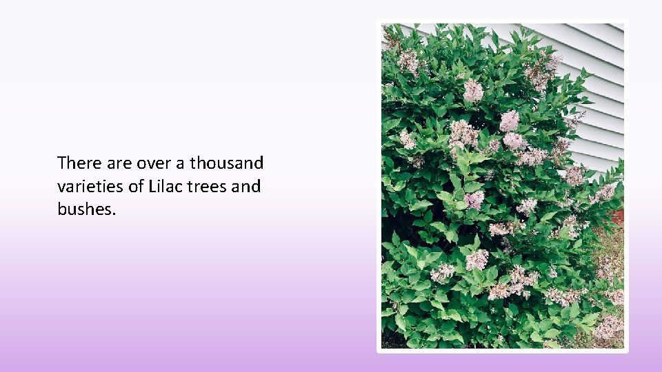 There are over a thousand varieties of Lilac trees and bushes. 