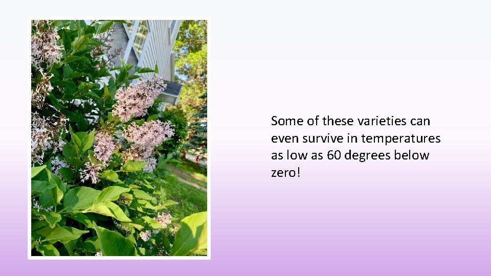 Some of these varieties can even survive in temperatures as low as 60 degrees