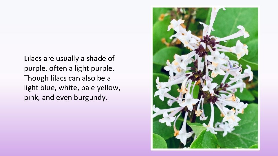 Lilacs are usually a shade of purple, often a light purple. Though lilacs can