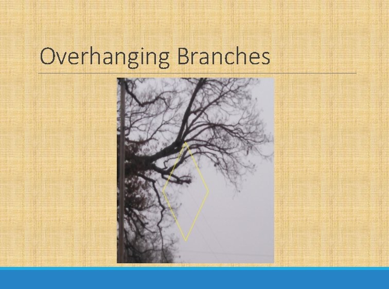 Overhanging Branches 