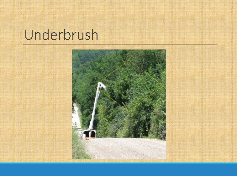 Underbrush 