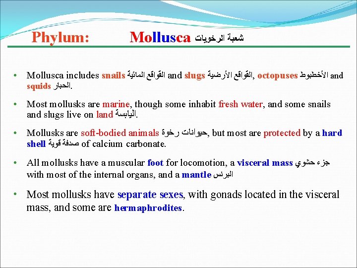 Phylum: Mollusca ﺷﻌﺒﺔ ﺍﻟﺮﺧﻮﻳﺎﺕ • Mollusca includes snails ﺍﻟﻘﻮﺍﻗﻊ ﺍﻟﻤﺎﺋﻴﺔ and slugs ﺍﻟﻘﻮﺍﻗﻊ ﺍﻷﺮﺿﻴﺔ