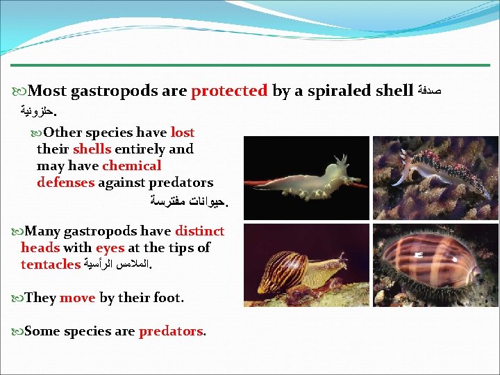  Most gastropods are protected by a spiraled shell ﺻﺪﻓﺔ ﺣﻠﺰﻭﻧﻴﺔ. Other species have