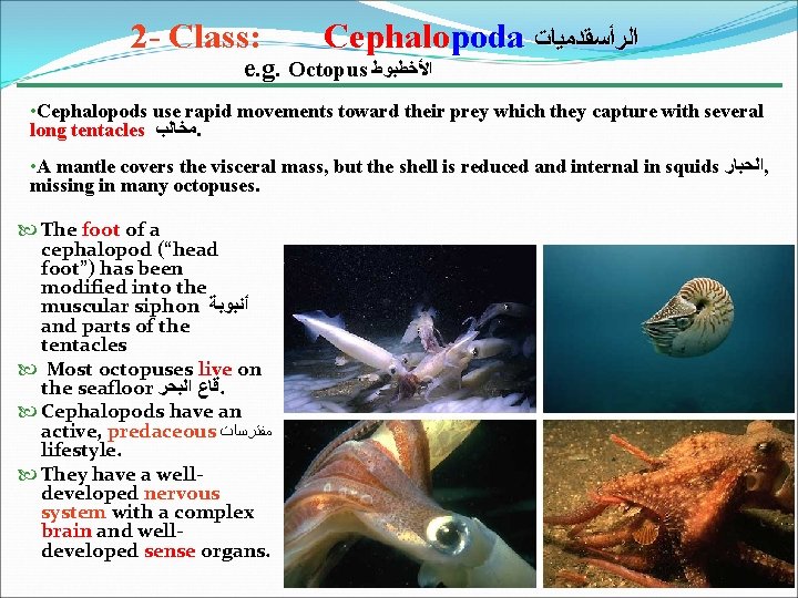 2 - Class: Cephalopoda ﺍﻟﺮﺃﺴﻘﺪﻣﻴﺎﺕ e. g. Octopus ﺍﻷﺨﻄﺒﻮﻁ • Cephalopods use rapid movements