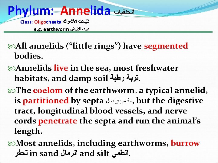 Phylum: Annelida ﺍﻟﺤﻠﻘﻴﺎﺕ Class: Oligochaeta ﻗﻠﻴﻼﺕ ﺍﻷﺸﻮﺍﻙ e. g. earthworm ﺩﻭﺩﺓ ﺍﻷﺮﺽ All annelids