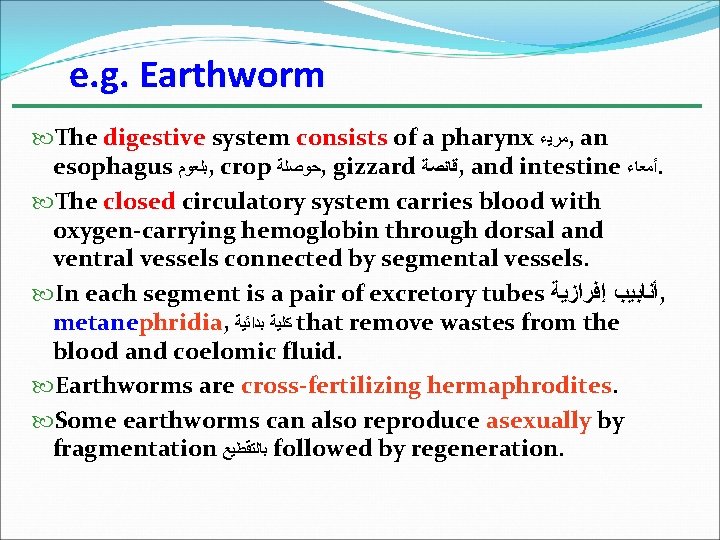 e. g. Earthworm The digestive system consists of a pharynx ﻣﺮﻳﺀ , an esophagus