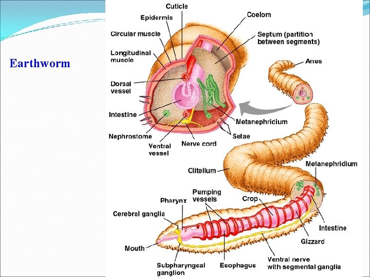 Earthworm 
