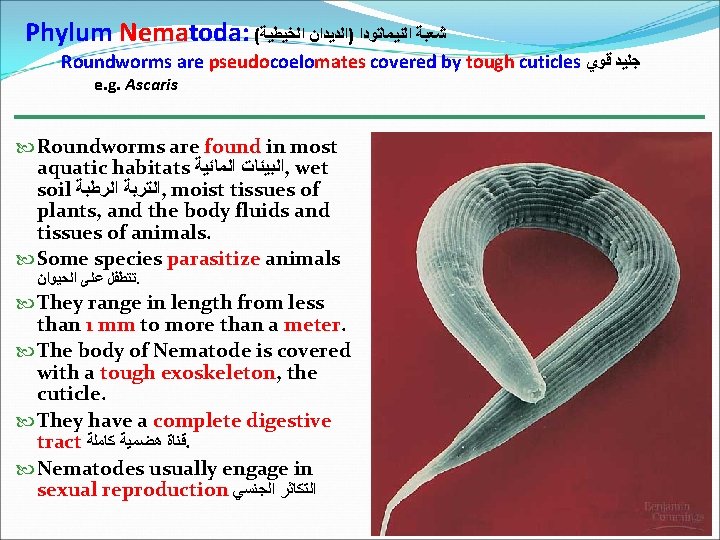 Phylum Nematoda: ( ﺷﻌﺒﺔ ﺍﻟﻨﻴﻤﺎﺗﻮﺩﺍ )ﺍﻟﺪﻳﺪﺍﻥ ﺍﻟﺨﻴﻄﻴﺔ Roundworms are pseudocoelomates covered by tough cuticles