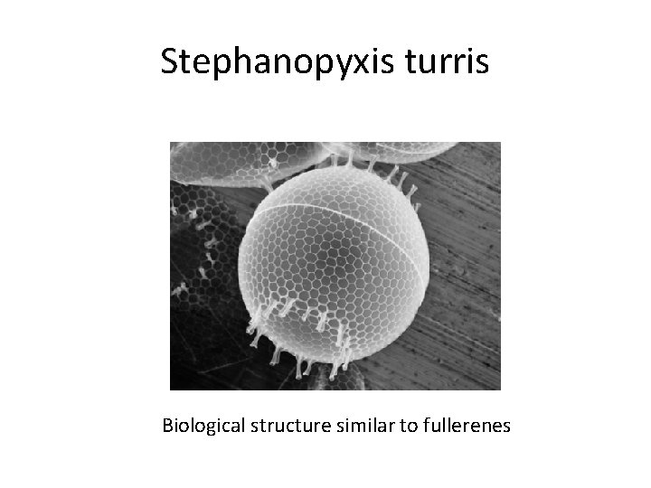 Stephanopyxis turris Biological structure similar to fullerenes 