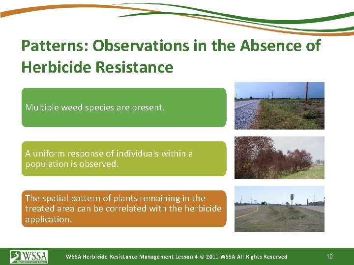 Patterns: Observations in the Absence of Herbicide Resistance Multiple weed species are present. A
