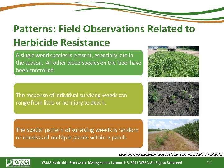 Patterns: Field Observations Related to Herbicide Resistance A single weed species is present, especially