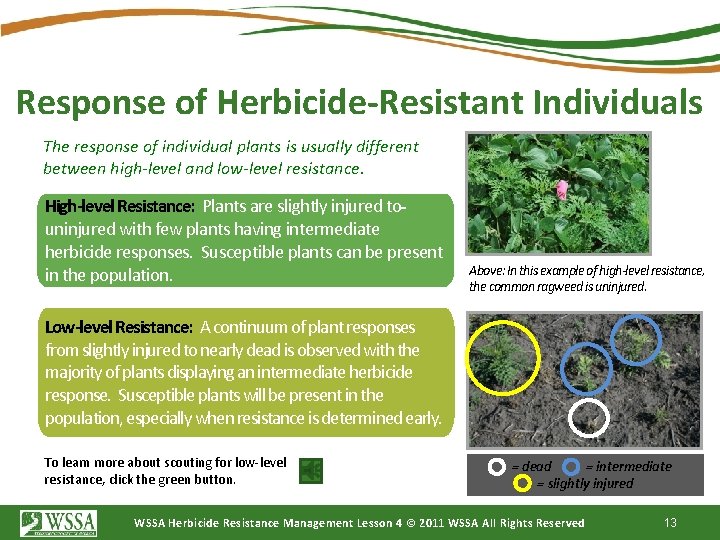 Response of Herbicide-Resistant Individuals The response of individual plants is usually different between high-level