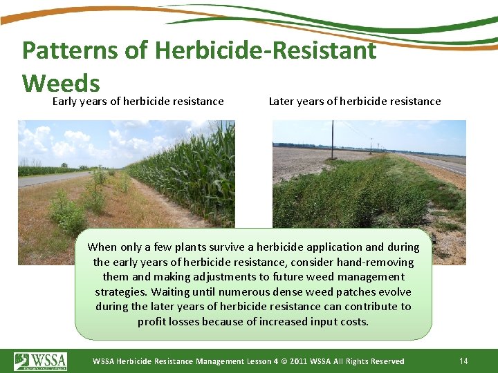 Patterns of Herbicide-Resistant Weeds Early years of herbicide resistance Later years of herbicide resistance