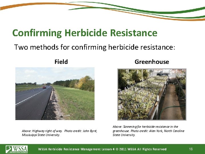 Confirming Herbicide Resistance Two methods for confirming herbicide resistance: Field Above: Highway right of