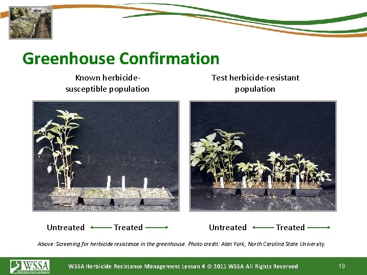 Greenhouse Confirmation Known herbicidesusceptible population Untreated Test herbicide-resistant population Untreated Treated Above: Screening for
