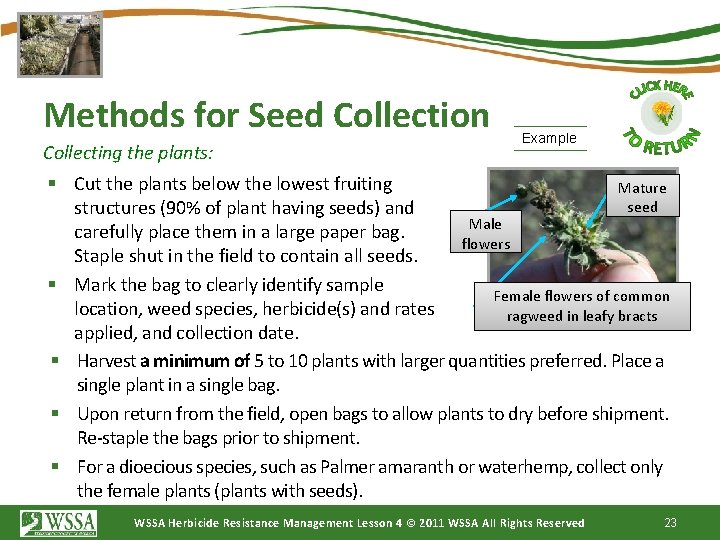 Methods for Seed Collection Collecting the plants: Example § Cut the plants below the
